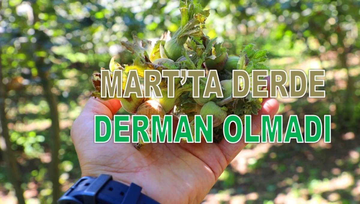 İşte Ordu'da 9 Mart Pazartesi Fındık Fiyatı!