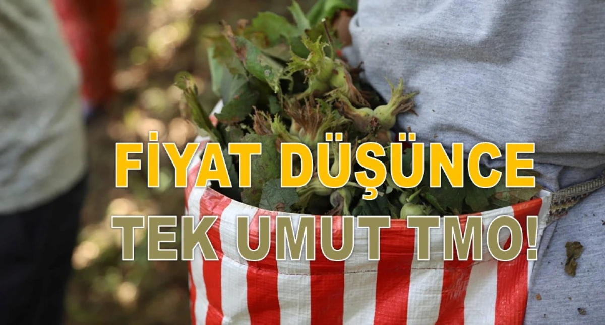 İşte Ordu'da 9 Şubat Pazartesi Fındık Fiyatı