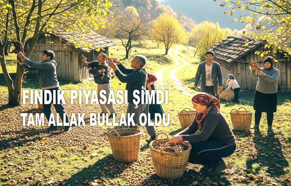 İŞTE ORDU'DA 9 TEMMUZ ÇARŞAMBA GÜNÜ FINDIK FİYATI!