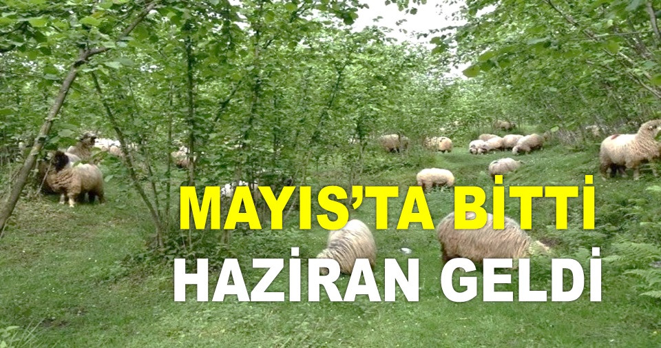 İŞTE ORDU'DA MAYIS AYININ SON GÜNÜ FINDIK FİYATI!