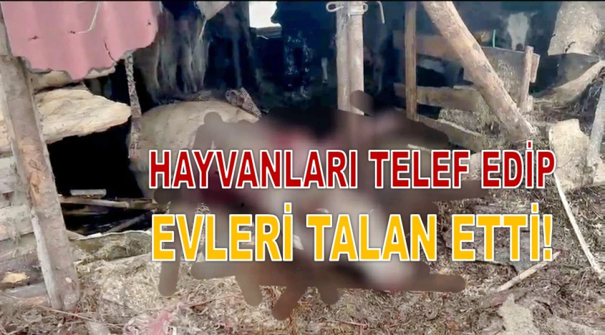 Kabad&uuml;z&rsquo;de Ayı Alarmı: &Ccedil;obanı Kim Koruyacak?