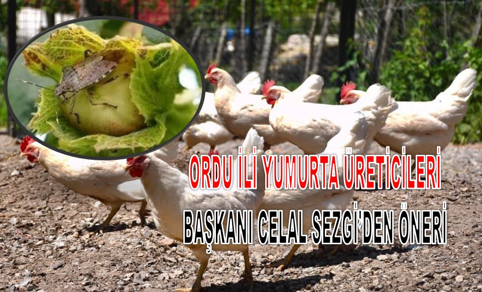 KAHVERENGİ KOKARCAYI YOK ETMEK İÇİN TAVUK BESLEYİN