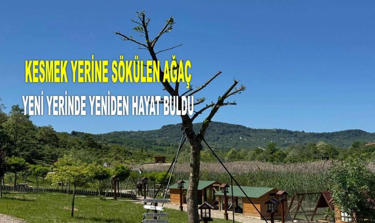 KESİLECEK AĞACI BÜYÜKŞEHİR BELEDİYESİ KURTARDI