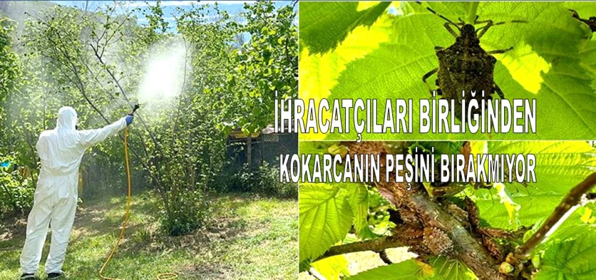 KFMİB'DEN ÜRETİCİLERE UYARI: FINDIĞINIZA SAHİP ÇIKIN