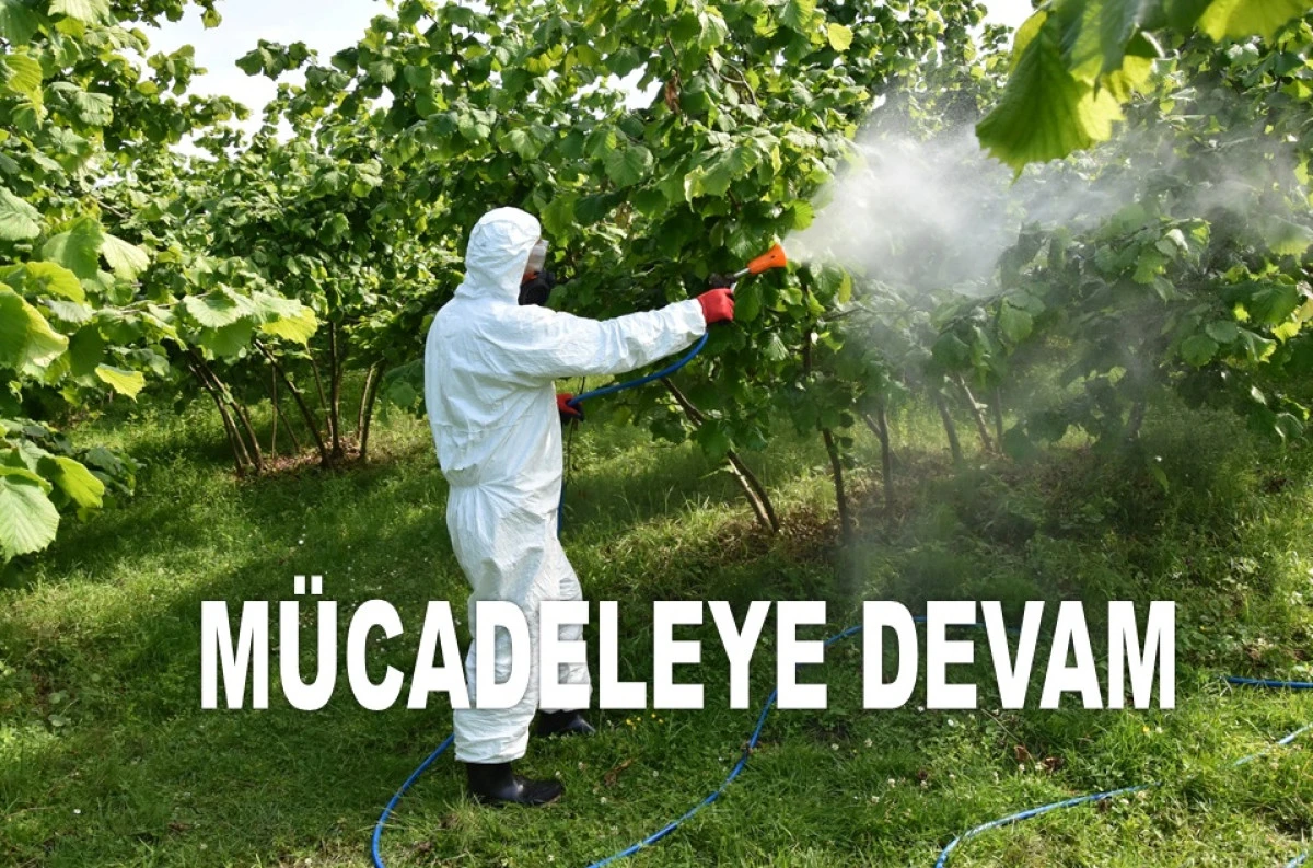 İŞTE BU GÜZEL HABER: KOKARCANIN BELİ KIRILDI