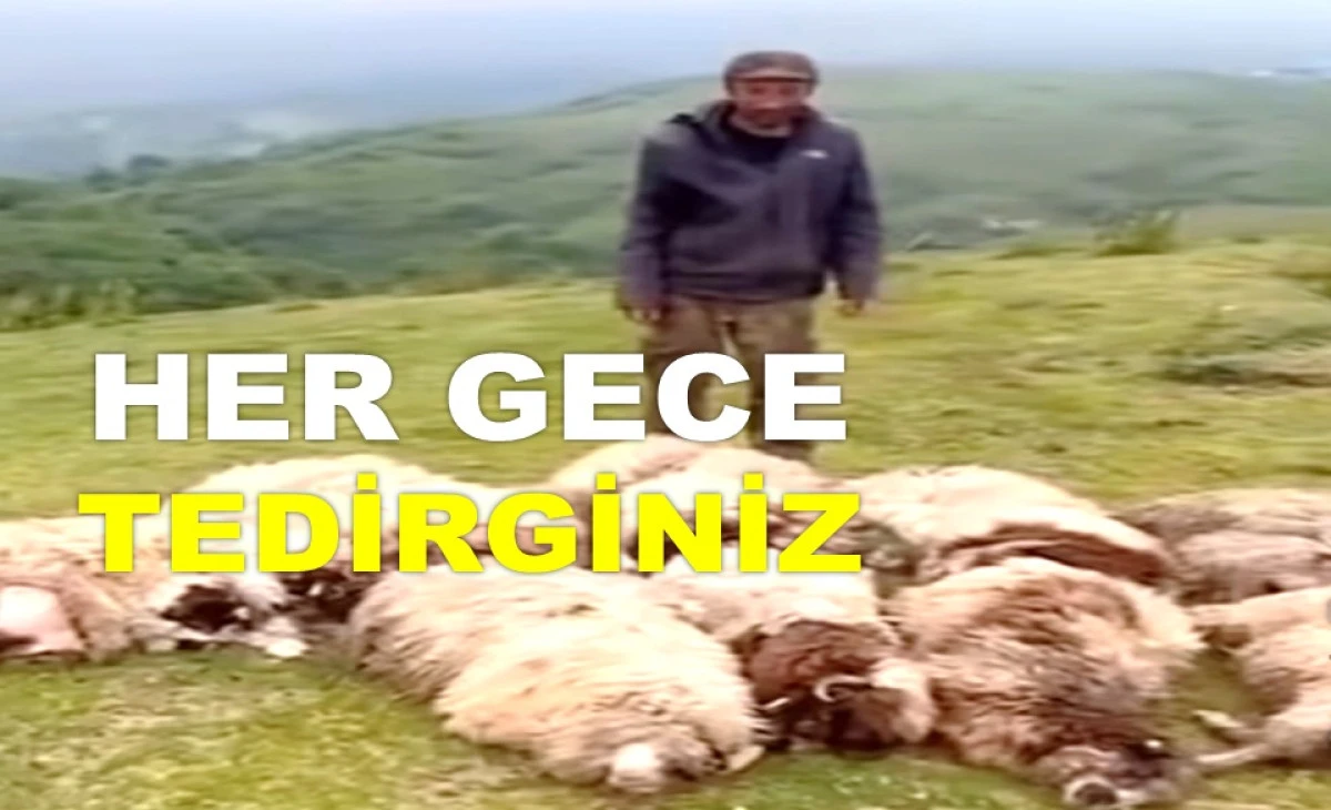 KOYUNLARI TELEF OLAN BESİCİ DESTEK BEKLİYOR