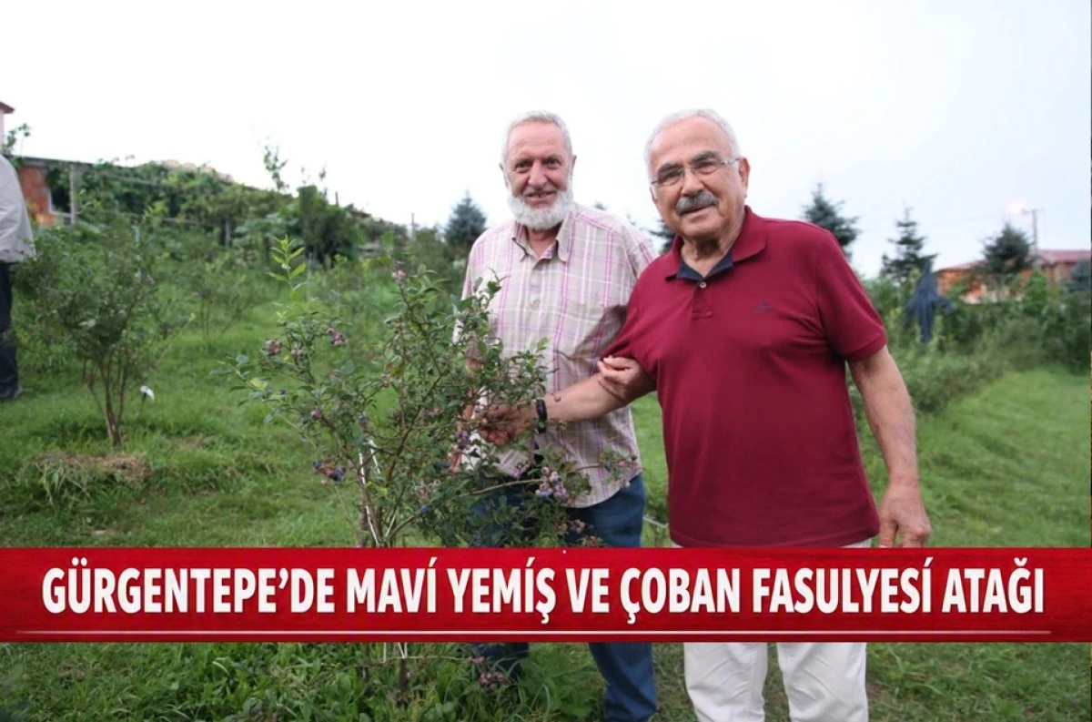 K&uuml;&ccedil;&uuml;k Alanda B&uuml;y&uuml;k Kazan&ccedil;: Mavi Yemiş ve &Ccedil;oban Fasulyesi Atağı