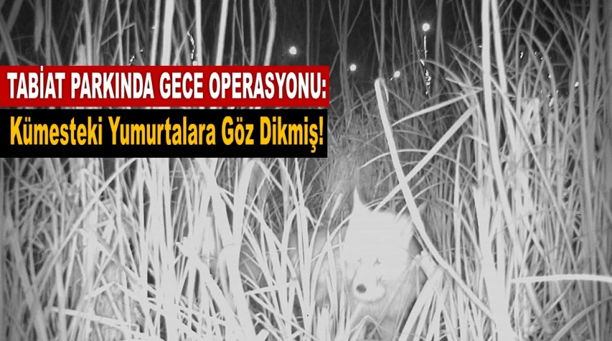 Kurnaz Tilki K&uuml;meste İş Başında Yakalandı!