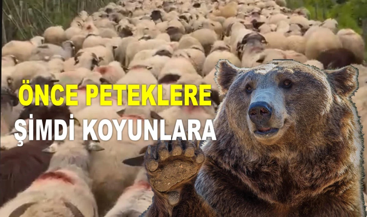 MAHALLEYE İNEN AYI BİR KOYUNU ALIP GİTTİ!