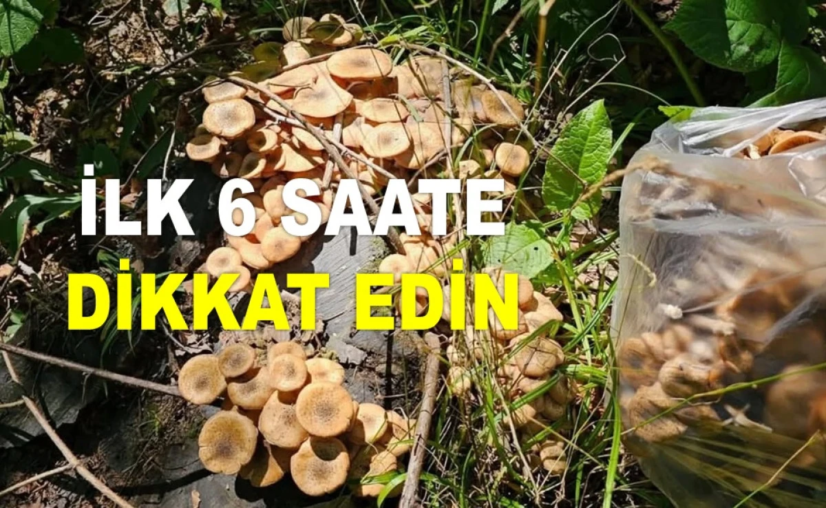 MANTAR YİYEYİM DERKEN HAYATINIZDAN OLMAYIN