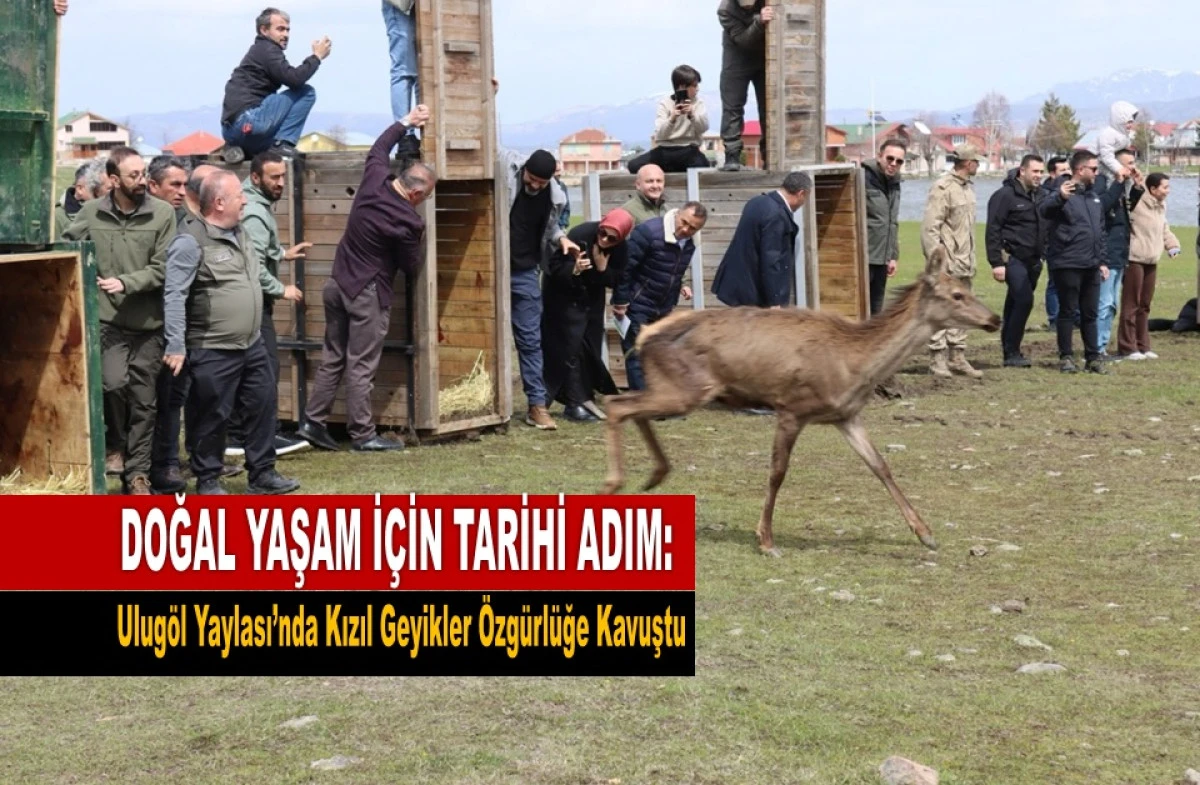 Mesudiye&rsquo;de 16 Kızıl Geyik Doğaya Salındı
