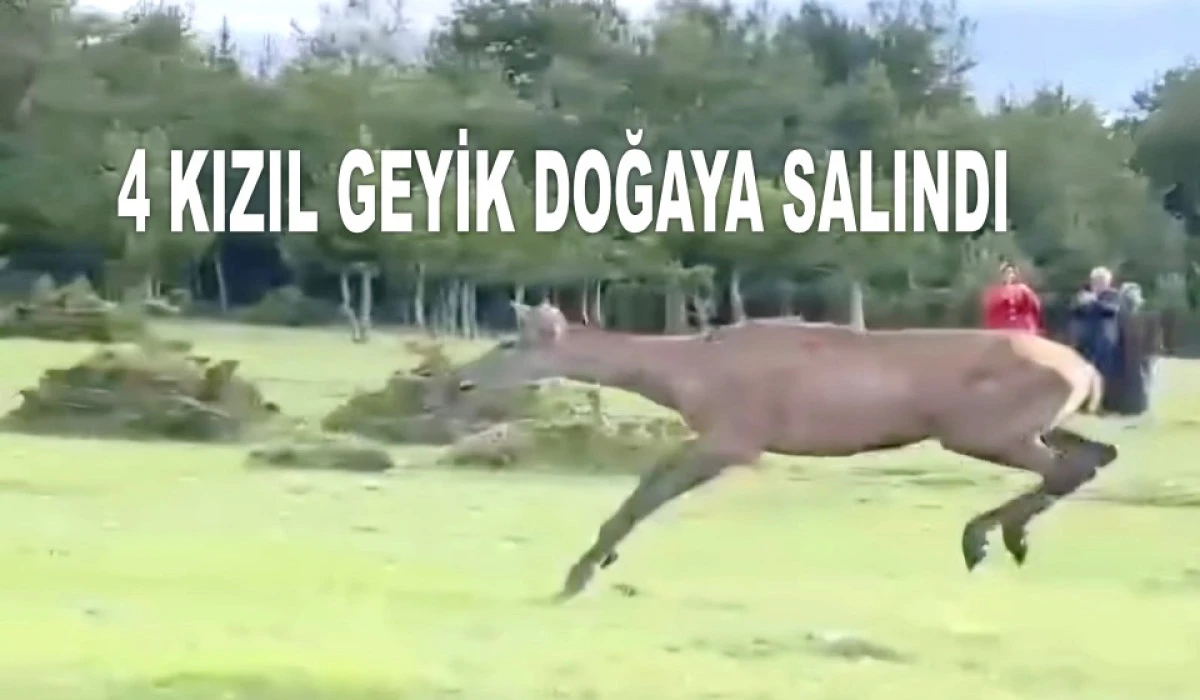 MESUDİYE'DE GEYİKLER DOĞAYA SALINDI