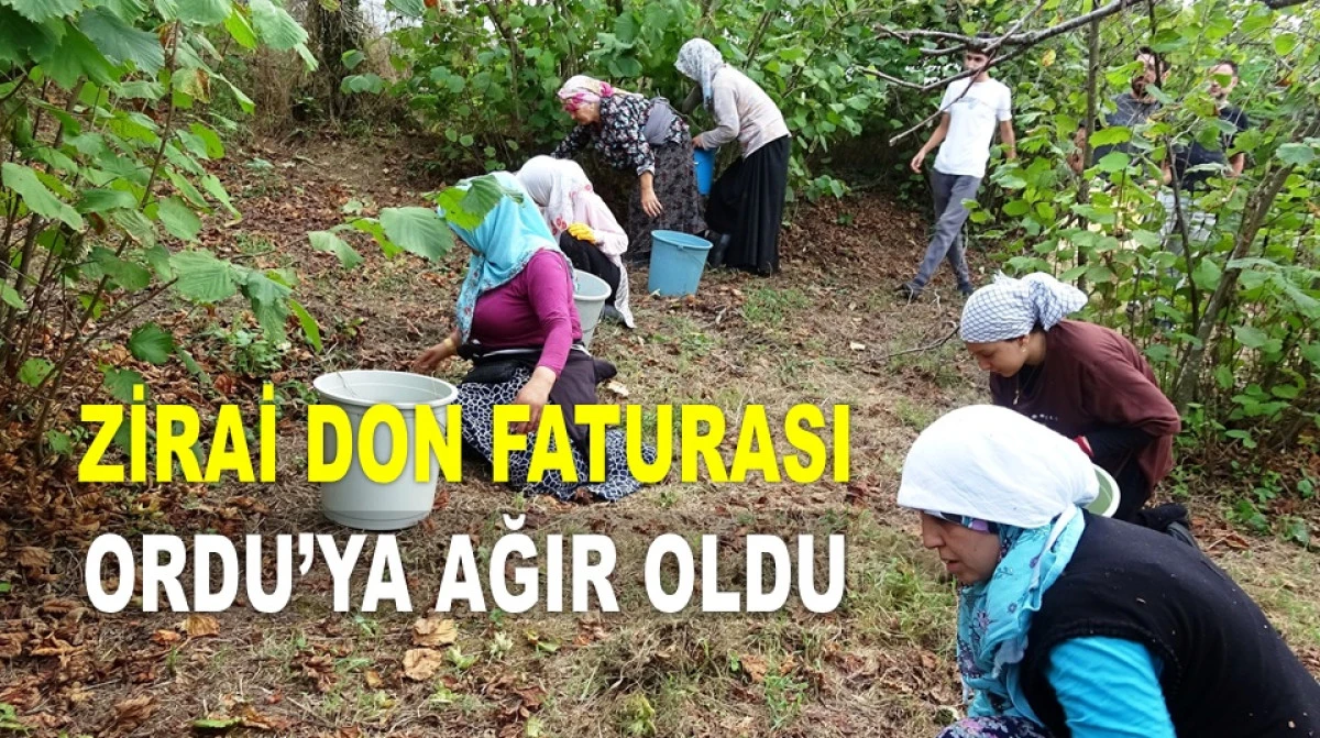ORDU ARTIK EN FAZLA FINDIK ÜRETİLEN İL DEĞİL