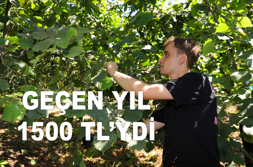 ORDU FINDIK İŞÇİSİ YEVMİYESİ FİYATI NE OLACAK?