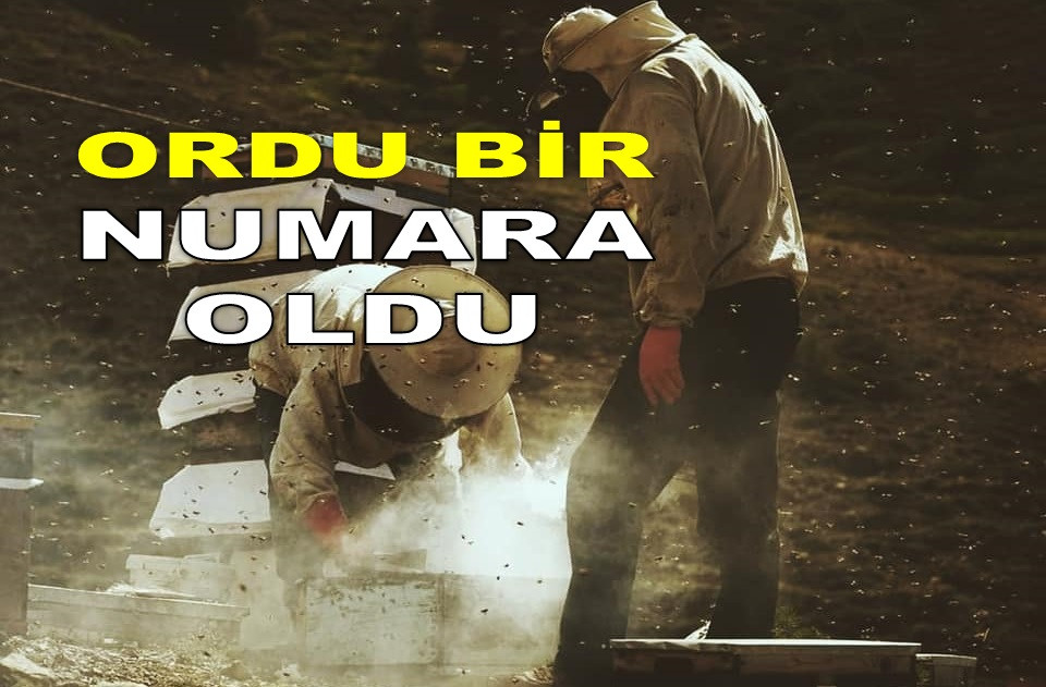 ORDU FINDIKTAN SONRA BALDA DA ŞAMPİYON OLDU
