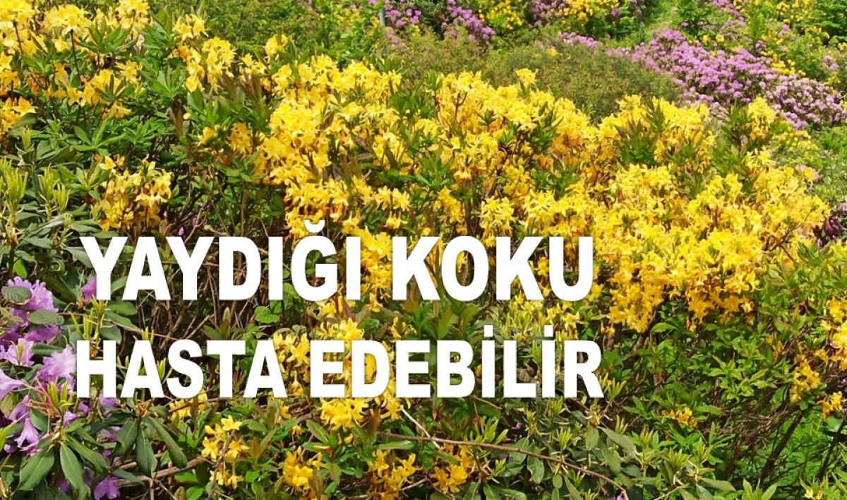 ORDU YAYLALARININ GİZEMLİ ÇİÇEĞİ: SARI ORMAN GÜLÜ