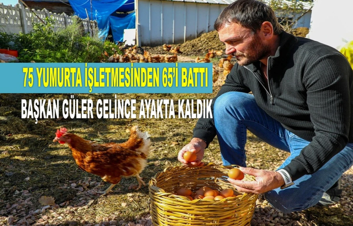 ORDU YUMURTADAN YILDA 500 MİLYON LİRA KAZANIYOR