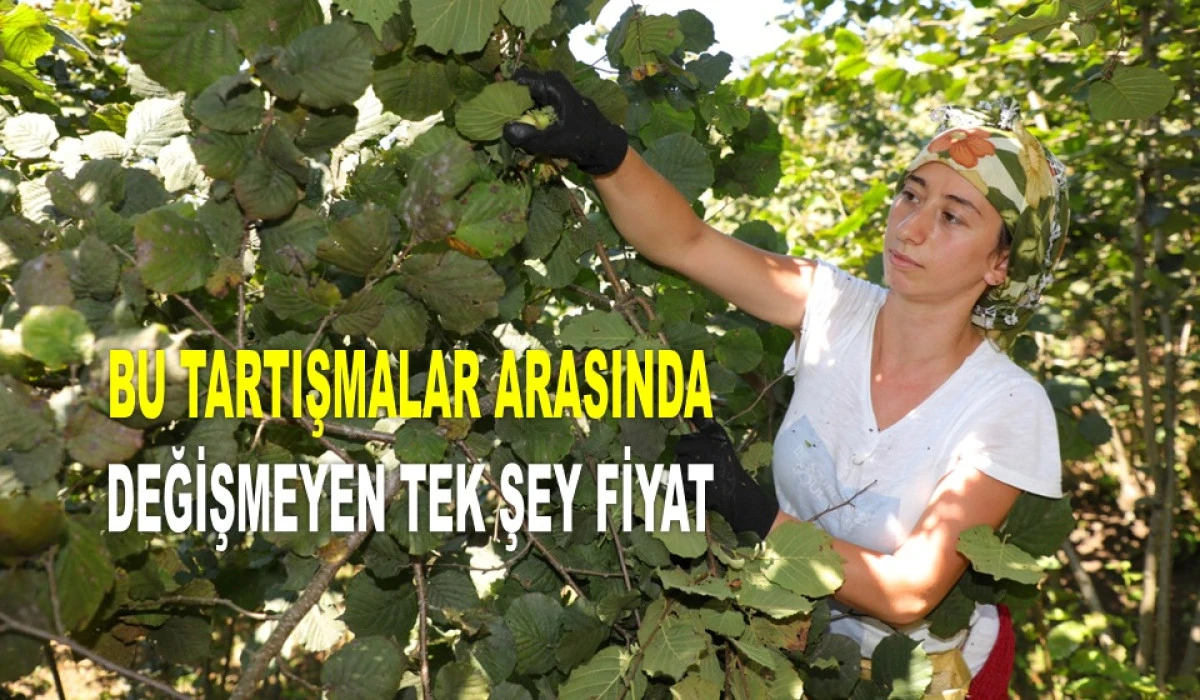 ORDU'DA 11 TEMMUZ CUMA FINDIK FİYATI KAÇ TL?