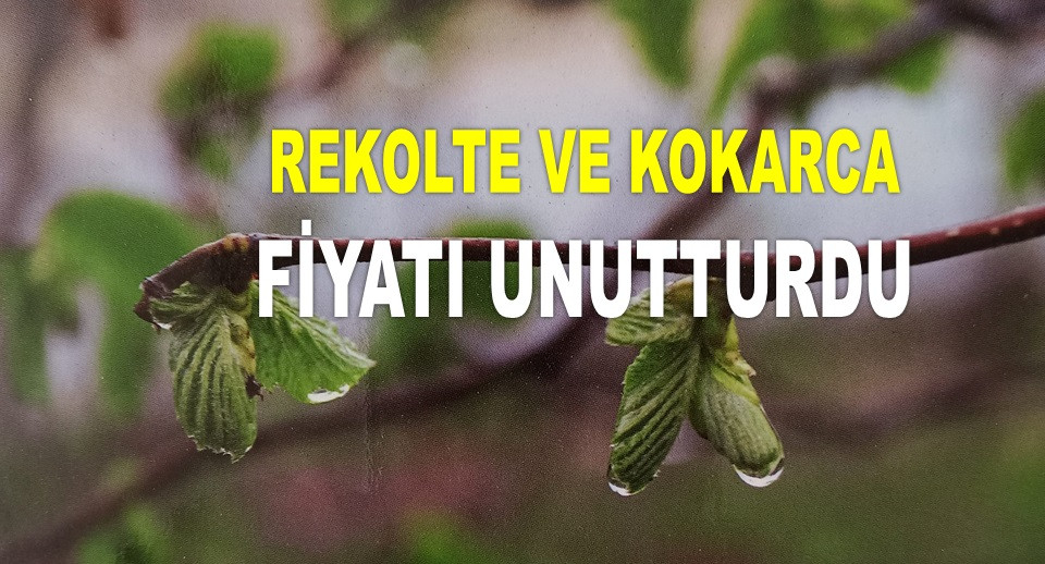 ORDU'DA 13 MAYIS PAZARTESİ FINDIK FİYATI NASIL?