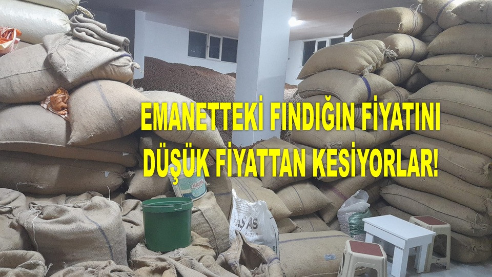 ORDU'DA 16 NİSAN ÇARŞAMBA FINDIK FİYATI KAÇ TL? 