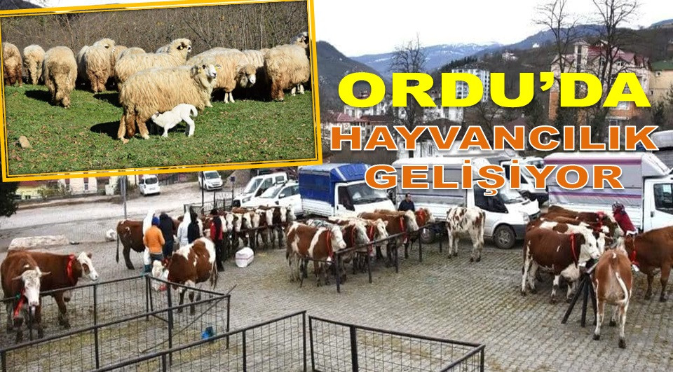 ORDU'DA 18 YETİŞTİRİCİYE 356 HAYVAN DAĞITILDI