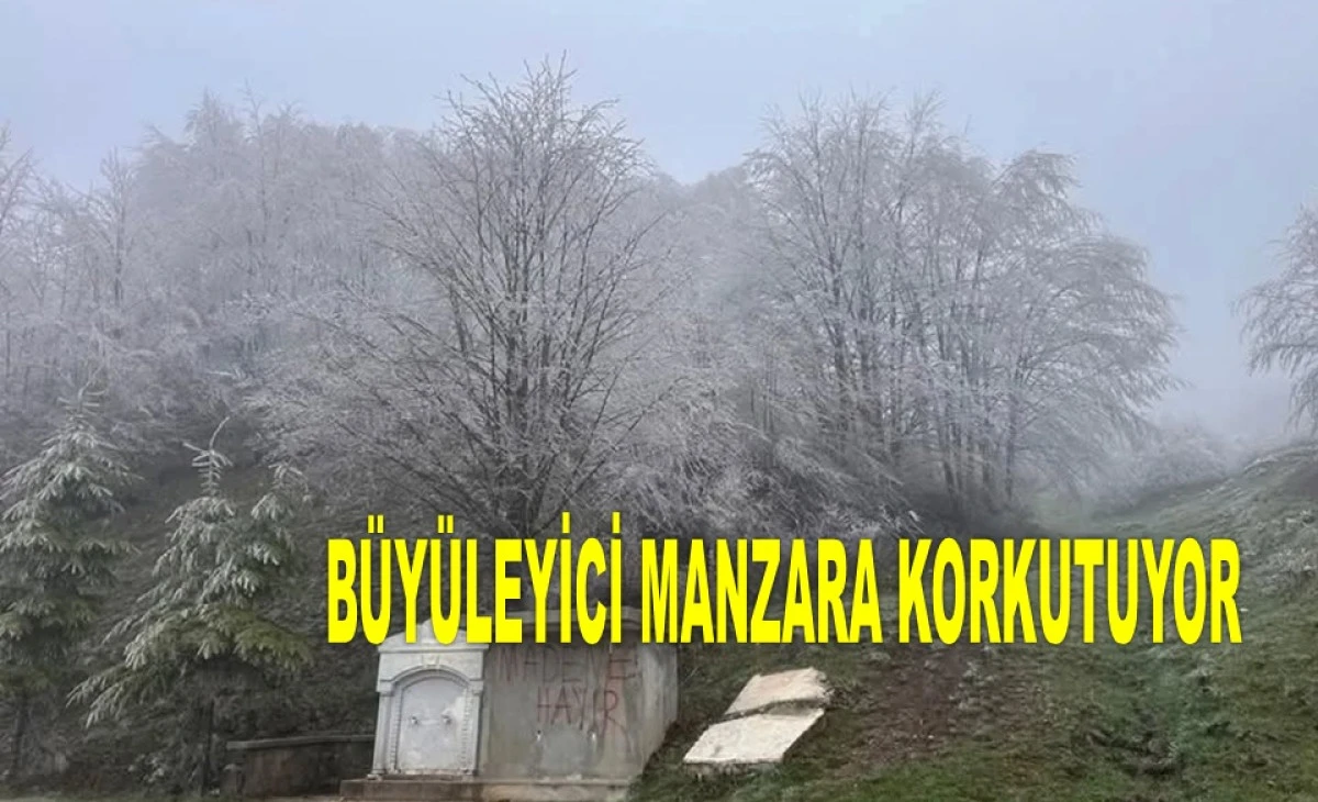 ORDU'DA 29 NİSAN'DA AĞAÇLAR BUZ TUTTU