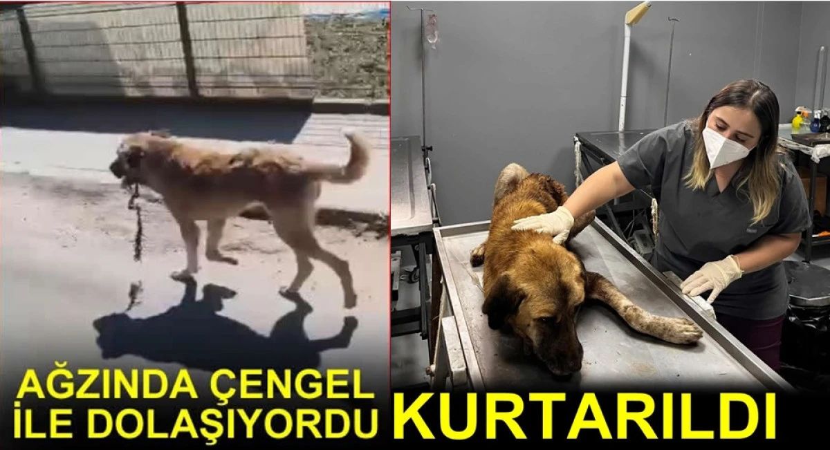 Ordu'da Ağzına &Ccedil;engel Takılan K&ouml;pek Kurtarıldı
