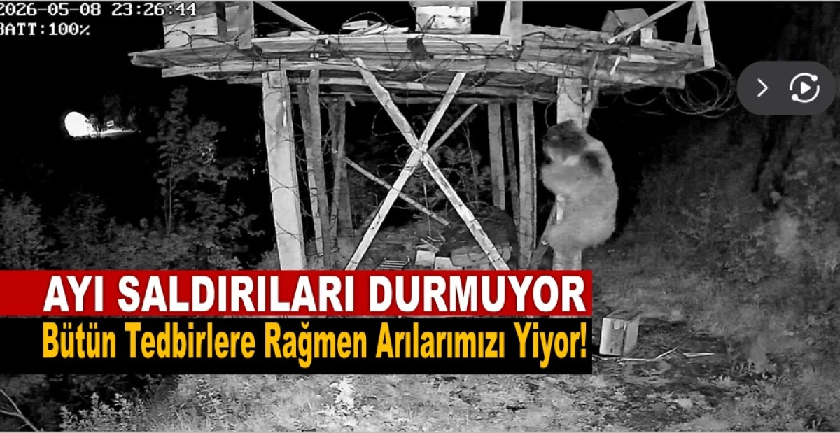 Ordu&rsquo;da Ayı Arı Kovanlarını Par&ccedil;aladı: Zarar 100 Bin TL