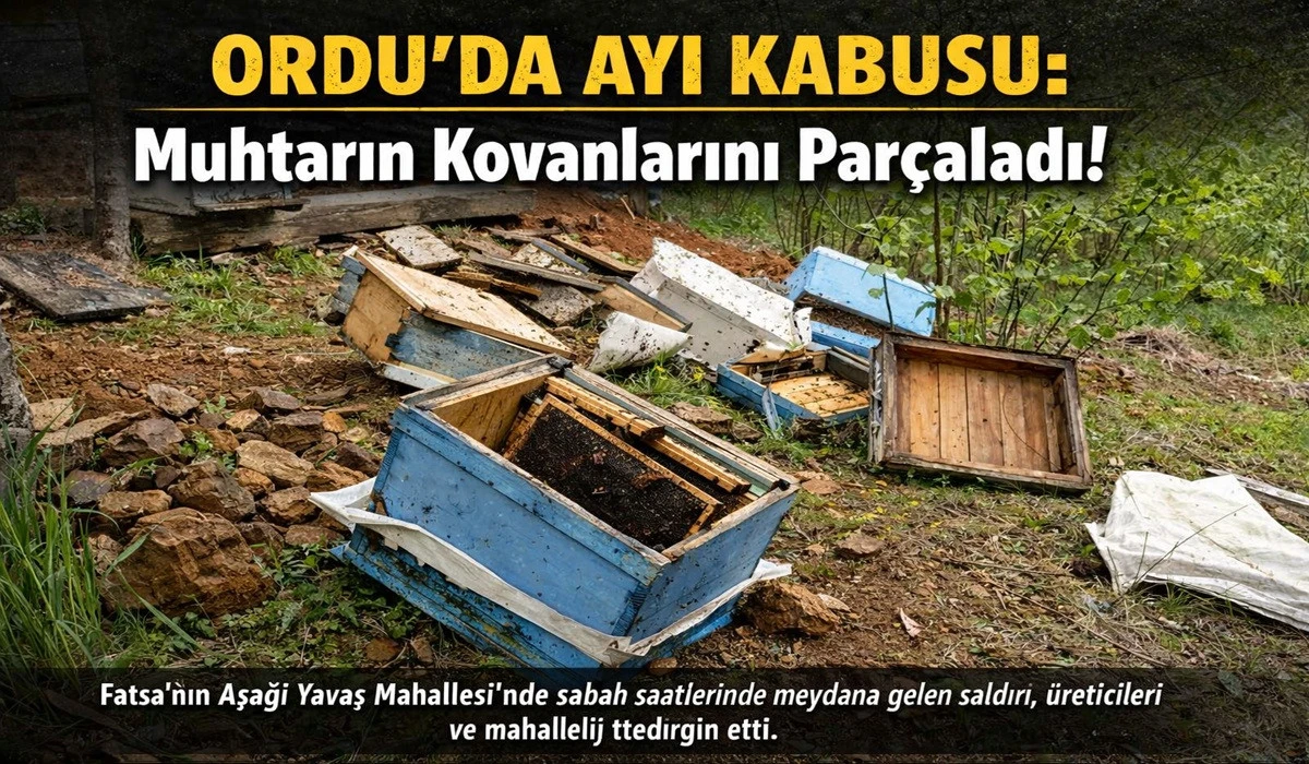 Ordu&rsquo;da Ayı Kabusu Bitmiyor: Bu Kez Fatsa&rsquo;da!
