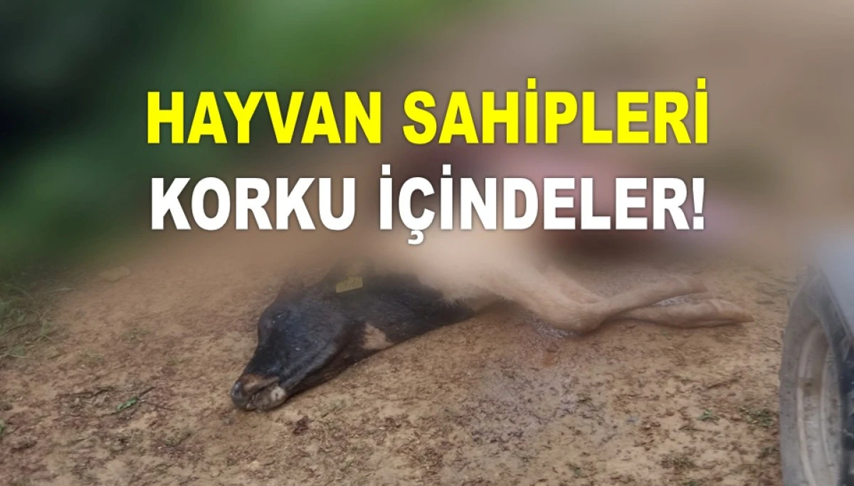 ORDU'DA AYI VE KURTLAR İNEKLERİ TELEF EDİYOR