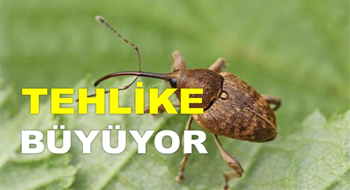 ORDU'DA BU 5 İLÇEDE KOKARCA ALARMI VERİLDİ