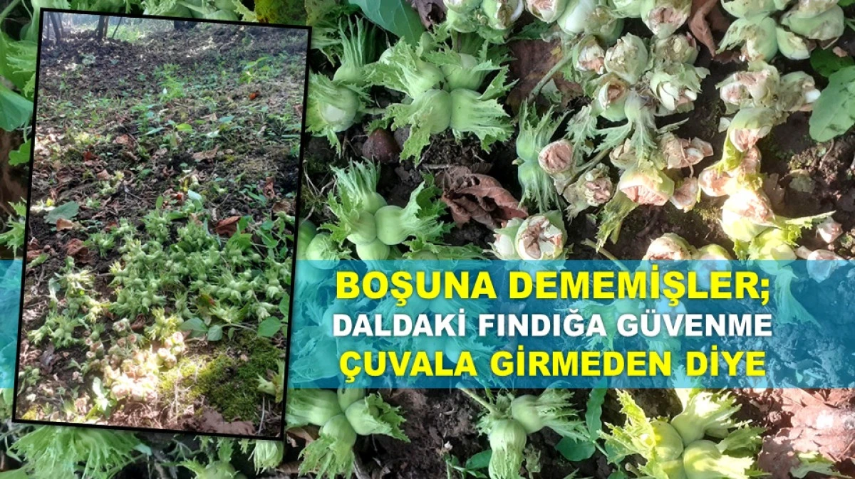ORDU'DA DENİZ SEVİYESİNDEKİ FINDIKLARDA DÖKÜLÜYOR