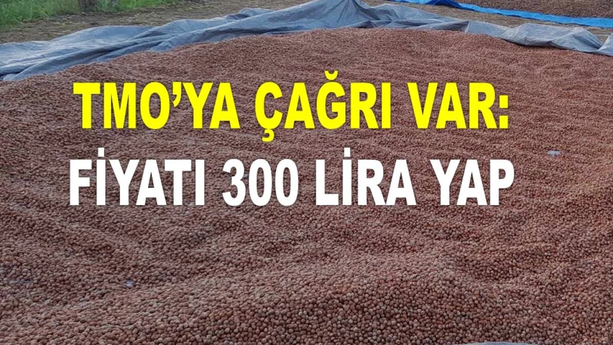 ORDU'DA DÜŞEN FINDIK FİYATINDA HALA BEKLENTİ VAR