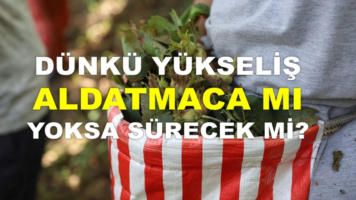 ORDU'DA FINDIK FİYATI BUG&Uuml;N DE ARTIYOR MU?