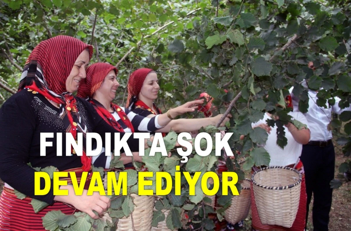 ORDU'DA FINDIK FİYATI DÜŞMEYE DEVAM EDİYOR