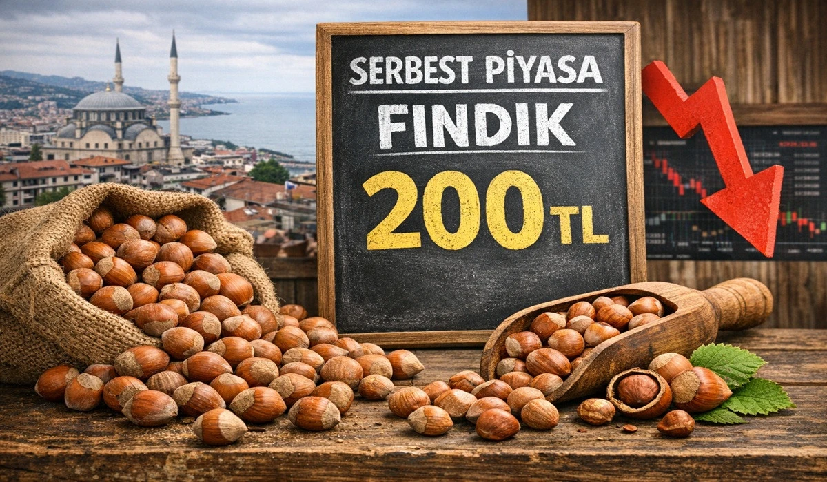 Ordu'da Fındık Fiyatı, Son İki G&uuml;nde 20 Lira D&uuml;şt&uuml;