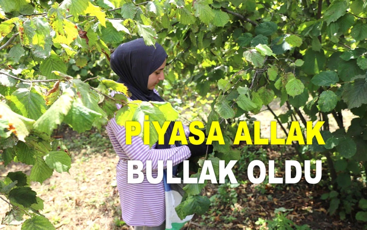 ORDU'DA FINDIK FİYATI YENİDEN DÜŞÜŞE GEÇTİ