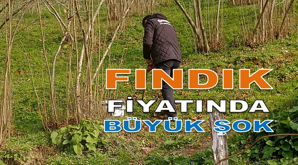 ORDU'DA FINDIK FİYATI YİNE DÜŞMEYE BAŞLADI