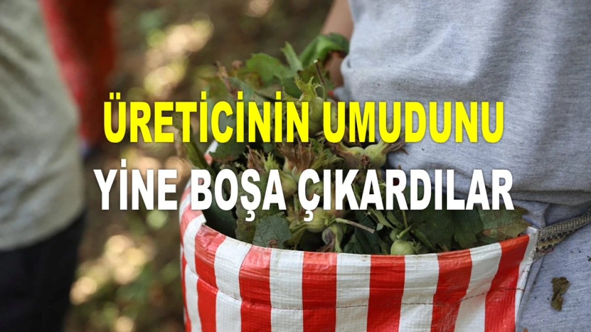 ORDU'DA FINDIK FİYATI YİNE YERİNDE SAYIYOR