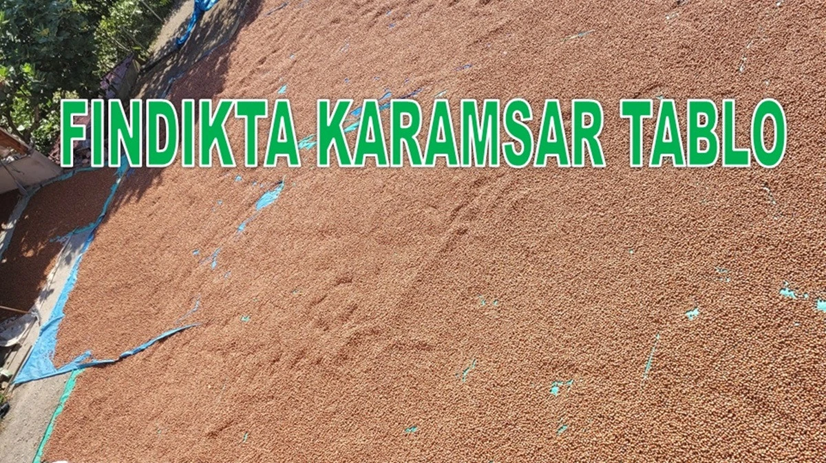Ordu'da Fındık Fiyatında Beklenen Artış Olacak mı?
