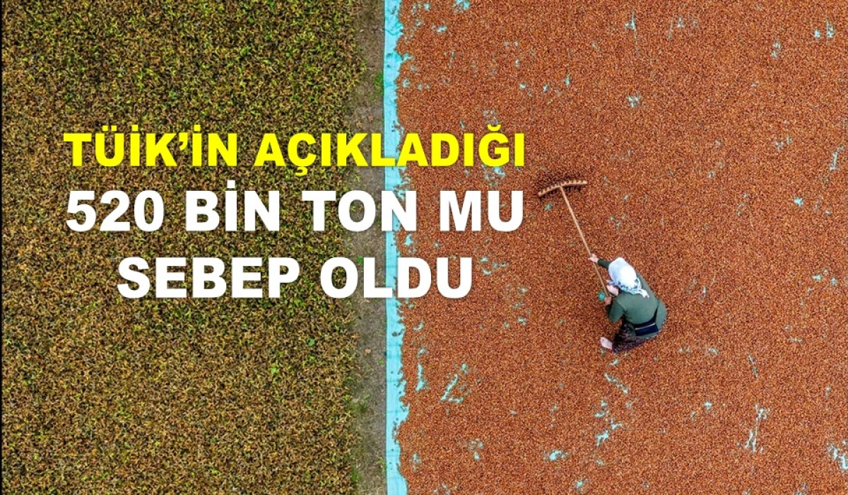 ORDU'DA FINDIK FİYATINDA BEKLENMEDİK DÜŞÜŞ