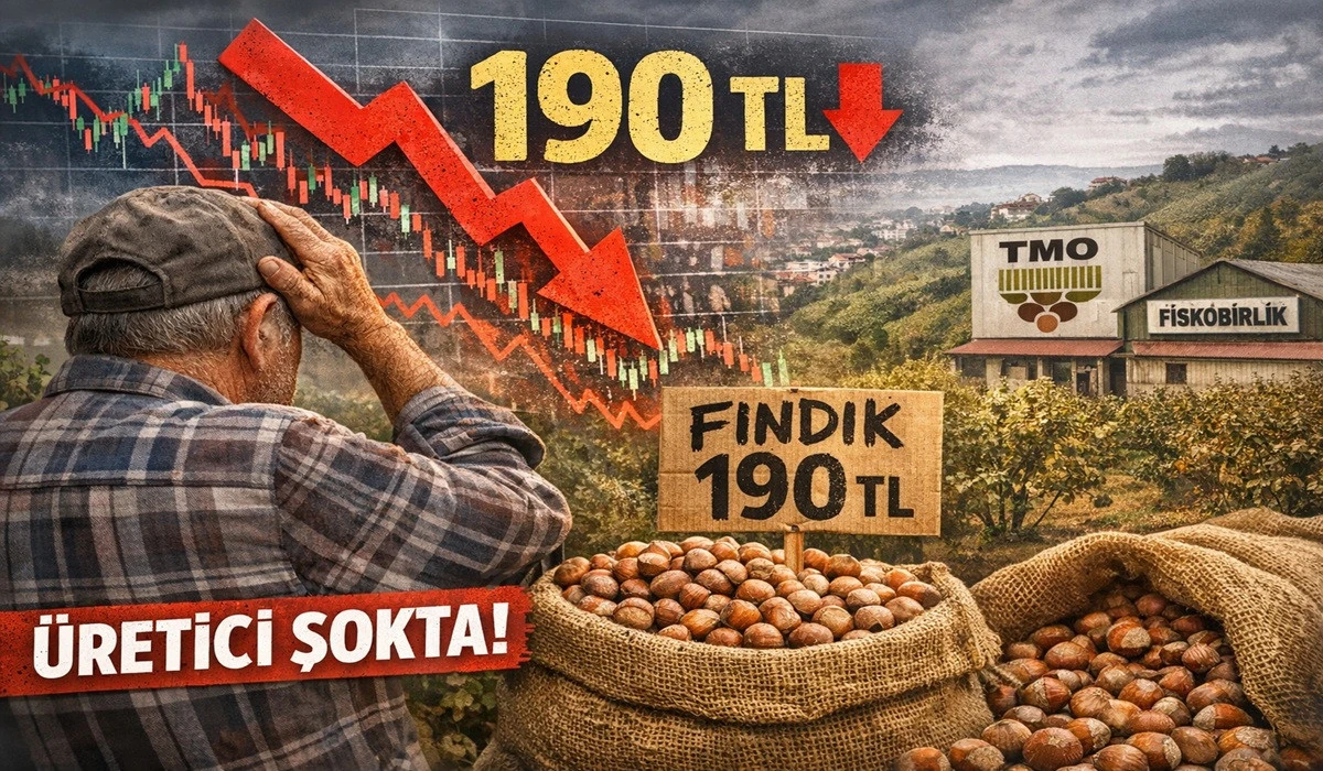 Ordu'da Fındık Fiyatında b&uuml;y&uuml;k Şok Yaşanıyor!