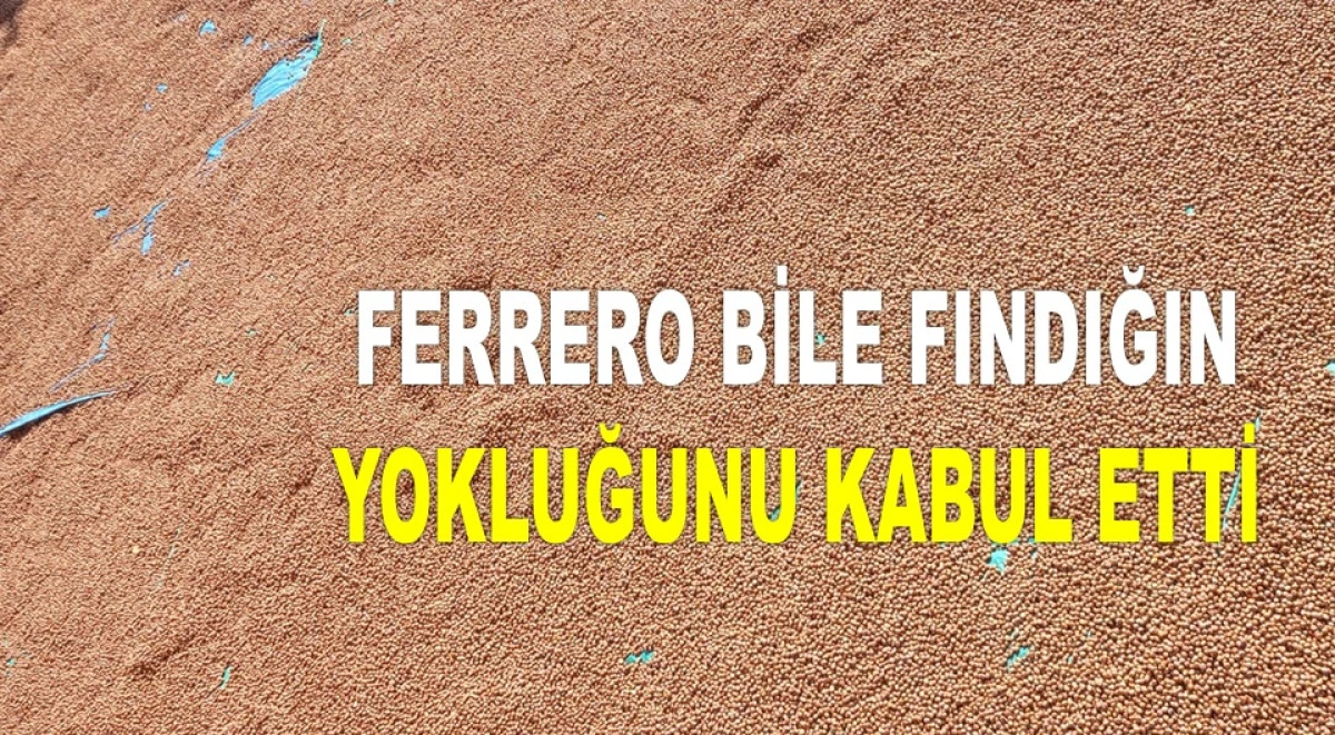 ORDU'DA FINDIK FİYATINDA DİRENİŞ DEVAM EDİYOR