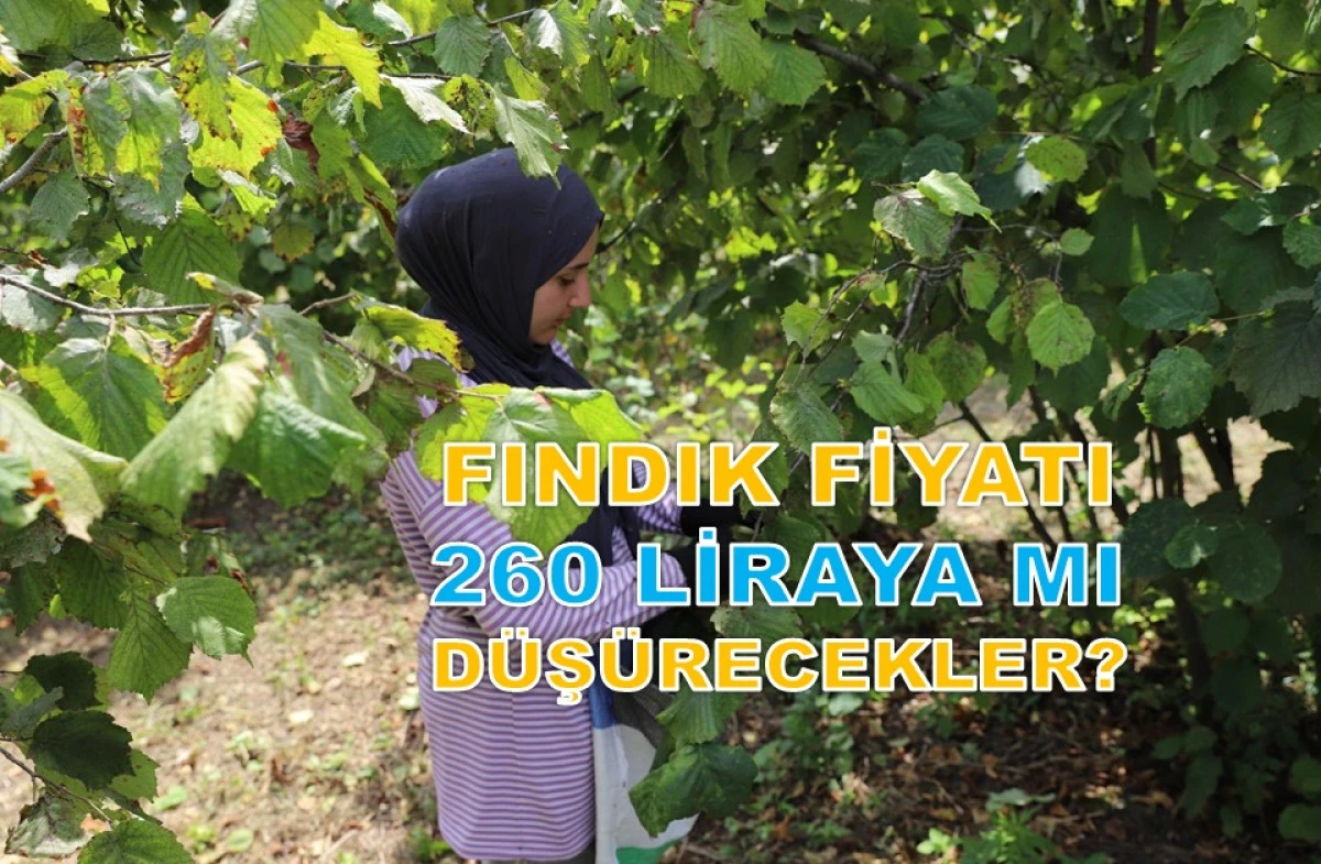 ORDU'DA FINDIK FİYATINDA ŞOK DEVAM EDİYOR