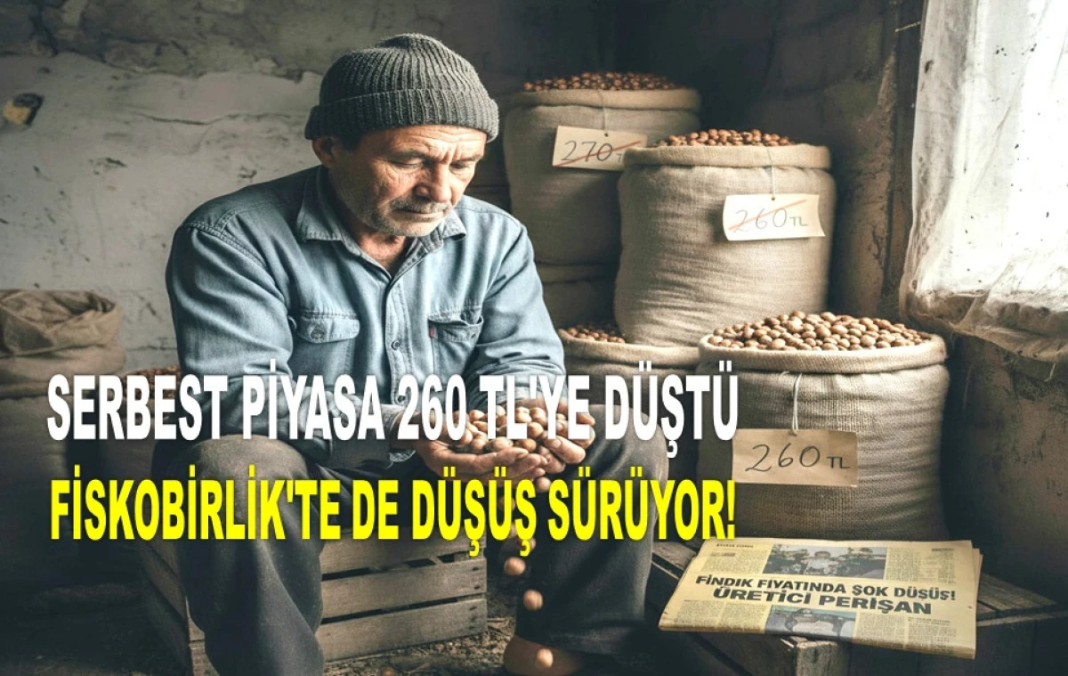ORDU'DA FINDIK FİYATINDA ŞOK DÜŞÜŞ SÜRÜYOR