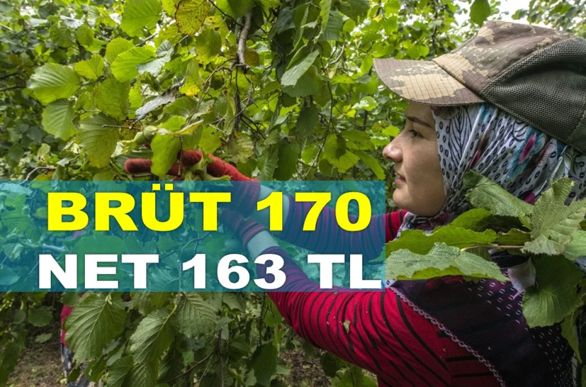 ORDU'DA FINDIK FİYATLARI TEPETAKLAK OLDU!