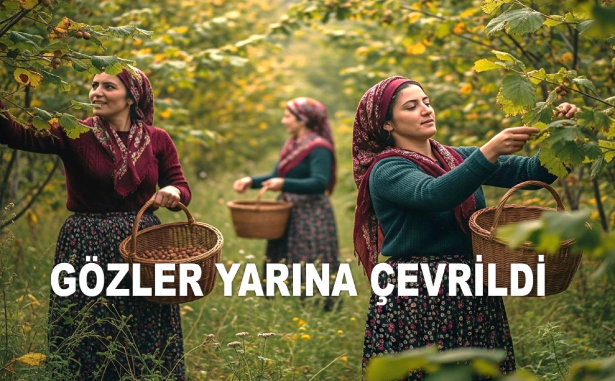 ORDU'DA FINDIK PİYASASINDA HAREKETLİ GÜNLER
