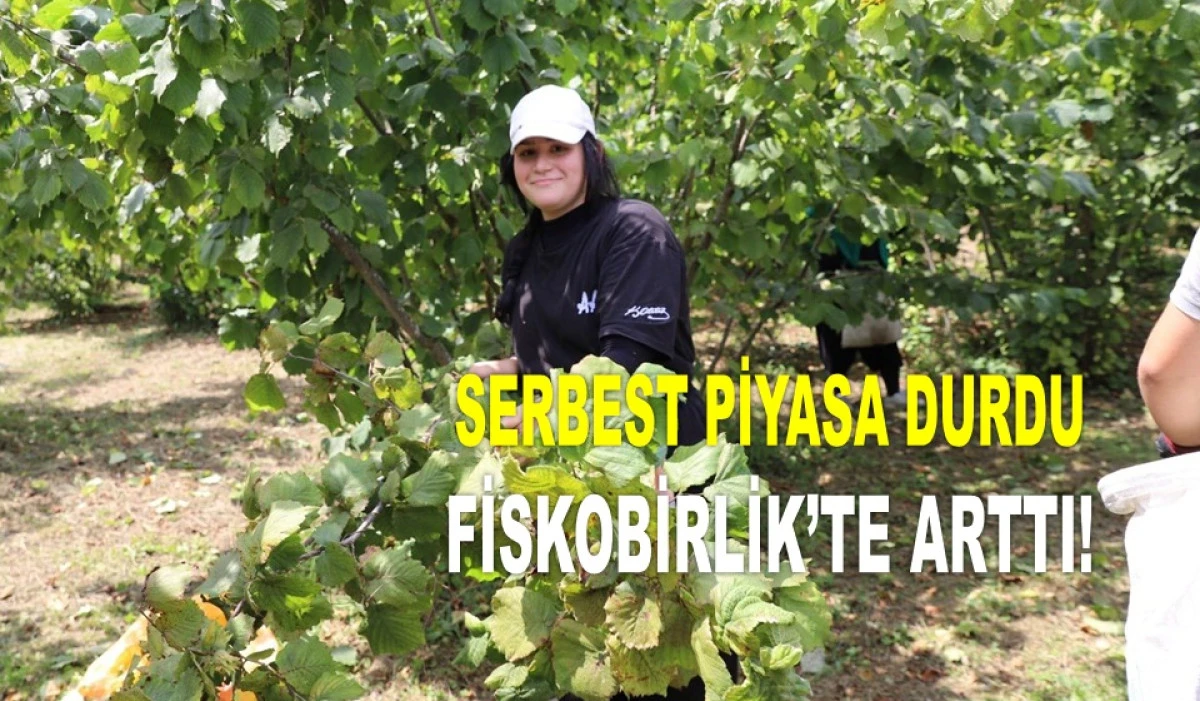 ORDU'DA FINDIK PİYASASINDA İLGİNÇ ŞEYLER OLUYOR