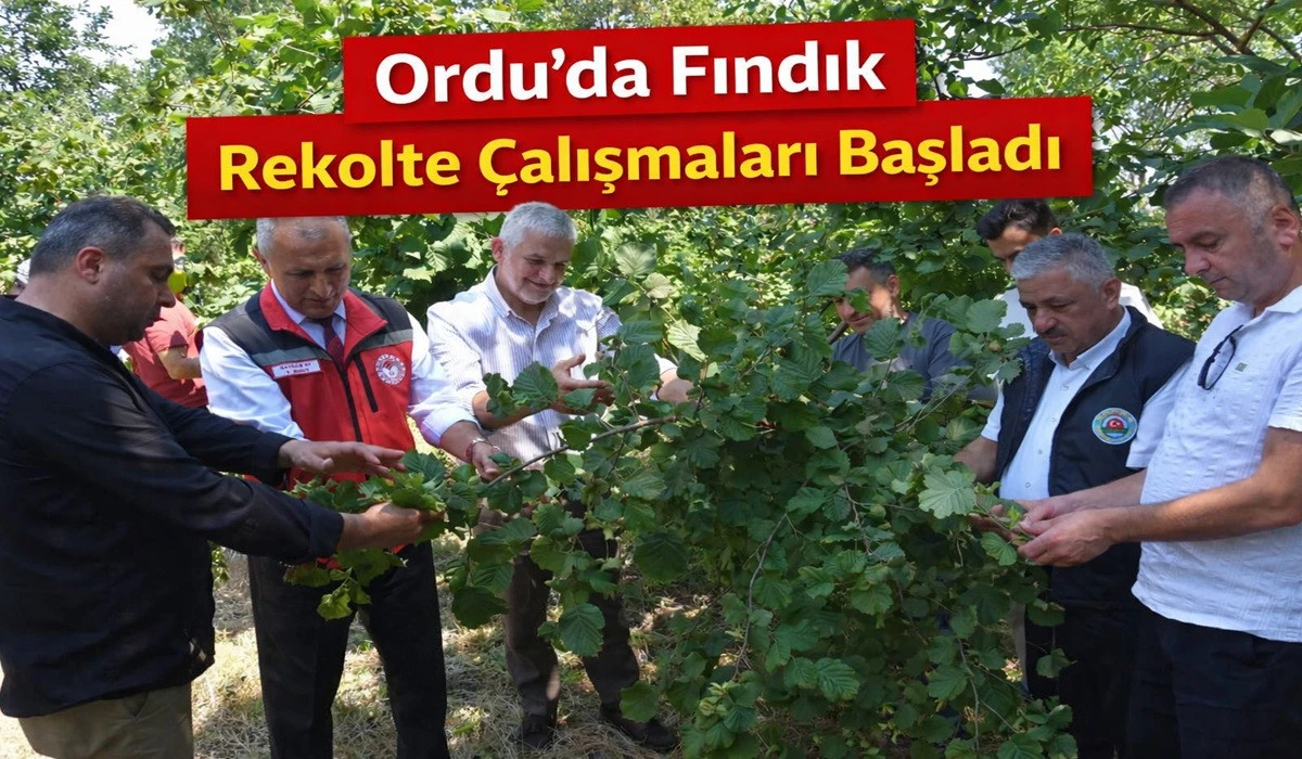 Ordu&rsquo;da Fındık Rekolte Sayımı: 400 Noktada &Ccedil;alışma Var