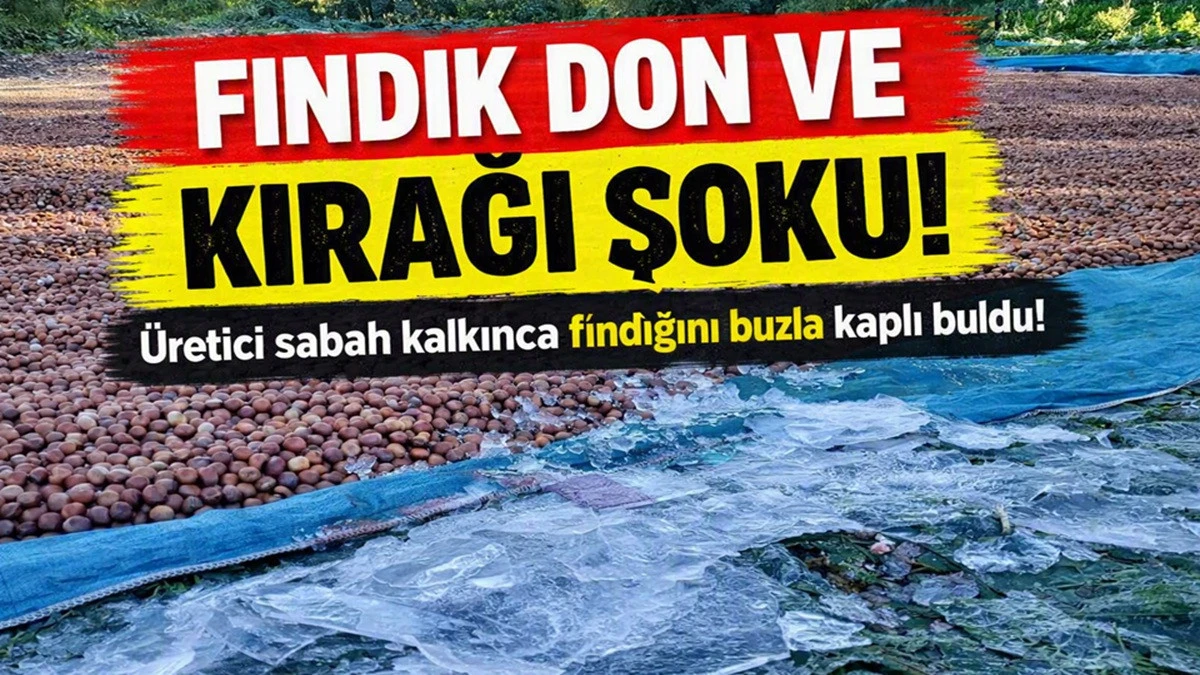 Ordu&rsquo;da Fındık &Uuml;reticisini Don ve Kırağı Vurdu